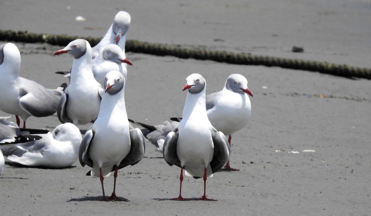 Gray-hooded Gull - ML318912991