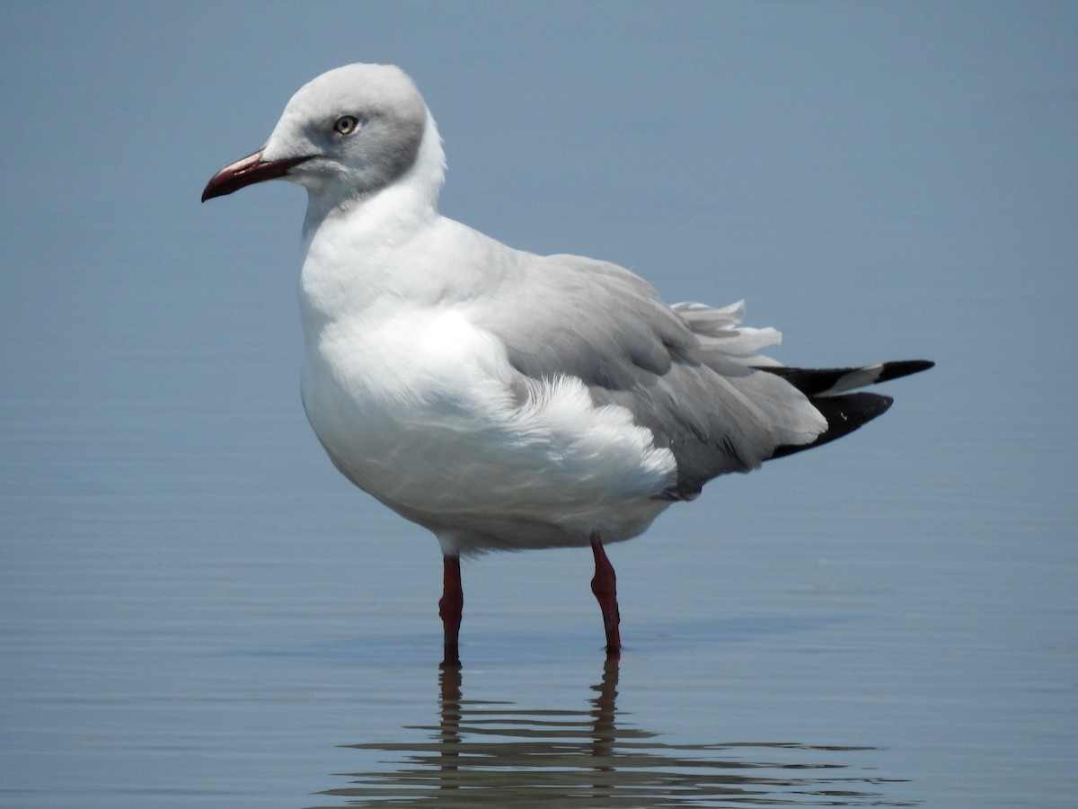 Gray-hooded Gull - Fernando Angulo - CORBIDI