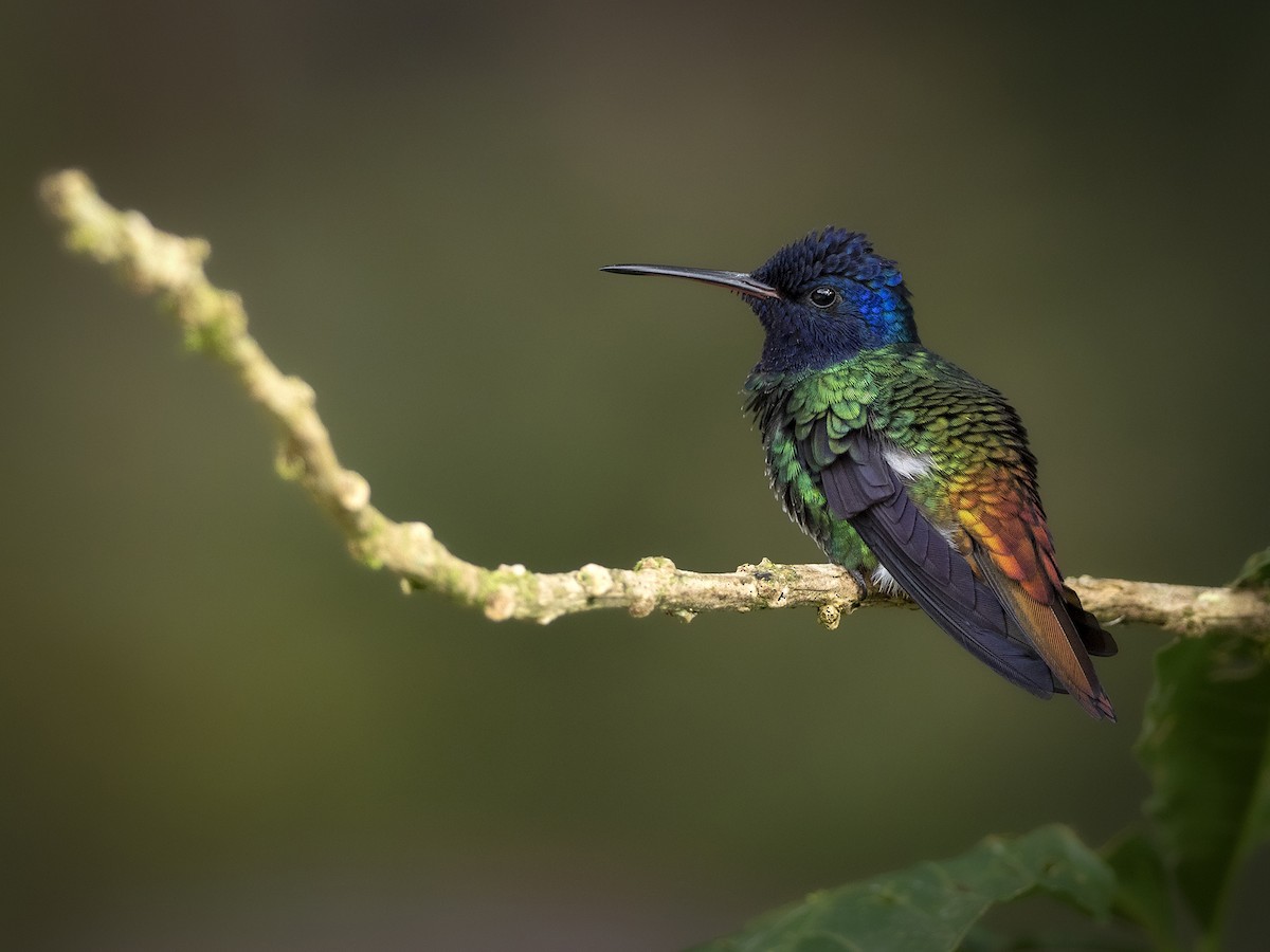 gyllenhalekolibri - ML318913181