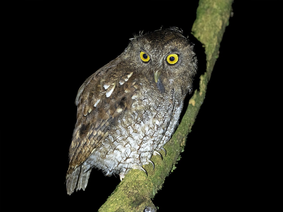 Foothill Screech-Owl - ML318913561