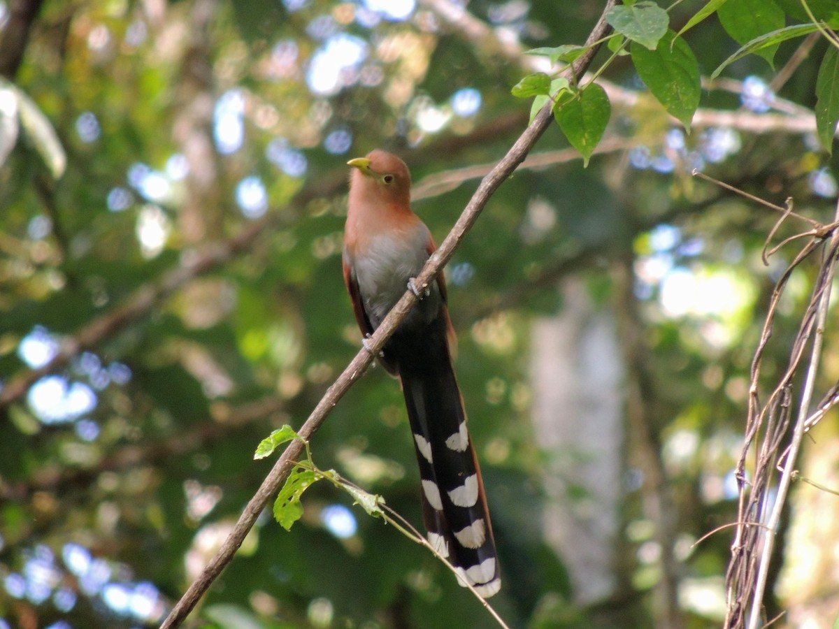 Squirrel Cuckoo - Judy Matsuoka