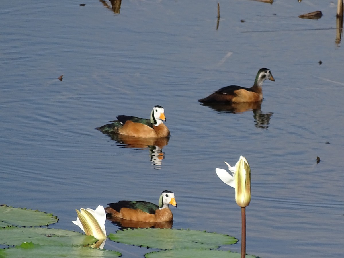 African Pygmy-Goose - Doris  Schaule