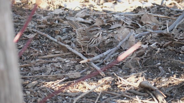 ウタスズメ - ML318917571