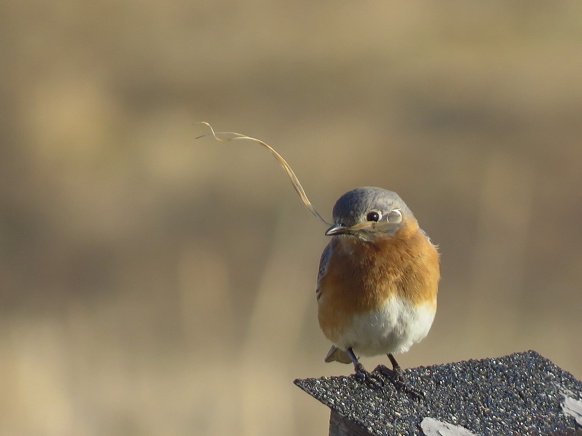 Eastern Bluebird - Anonymous