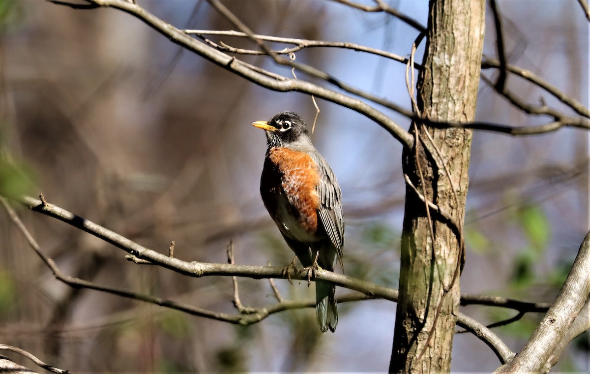 American Robin - ML318918541