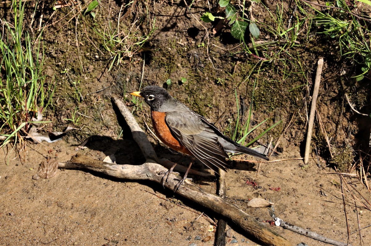 American Robin - ML318918561