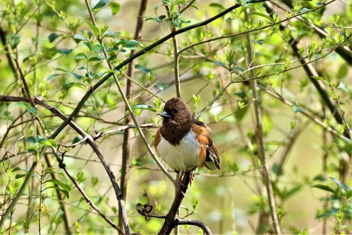 Eastern Towhee - ML318918841