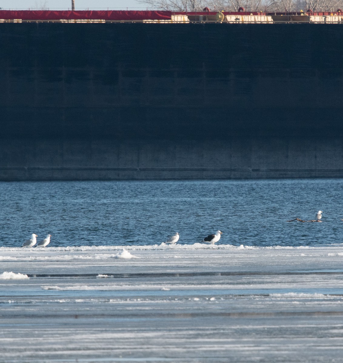 Great Black-backed Gull - ML318919001