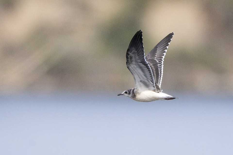 Franklin's Gull - ML31892121