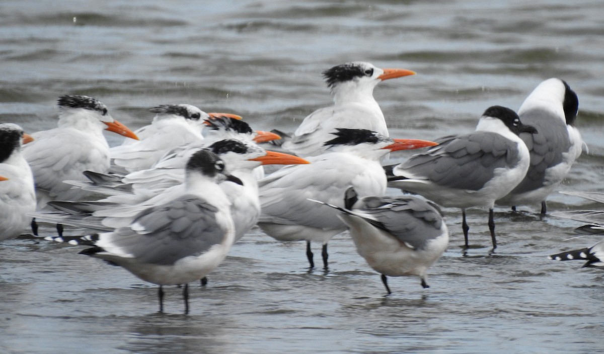 Royal Tern - ML318922171