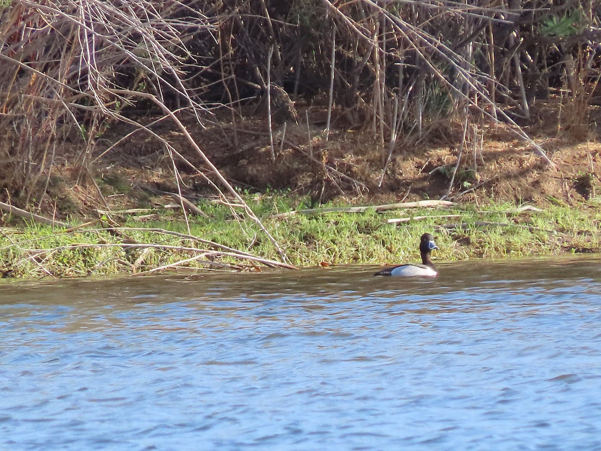 Ring-necked Duck - Anne (Webster) Leight