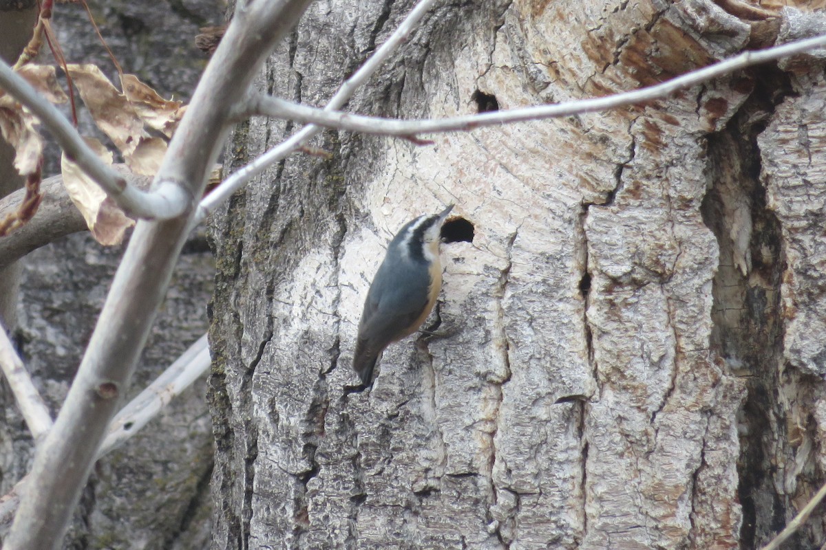 Red-breasted Nuthatch - ML318926591