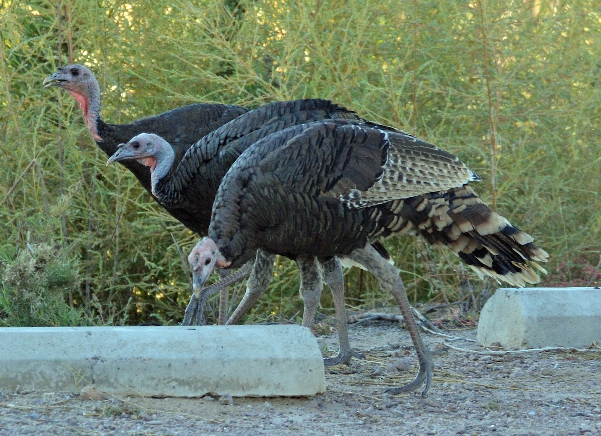 Wild Turkey - ML318928131