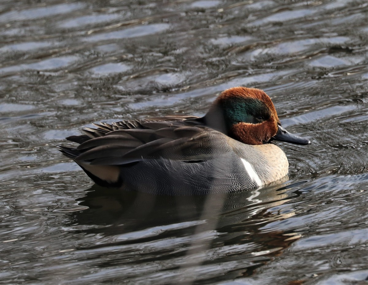Green-winged Teal - ML318930741