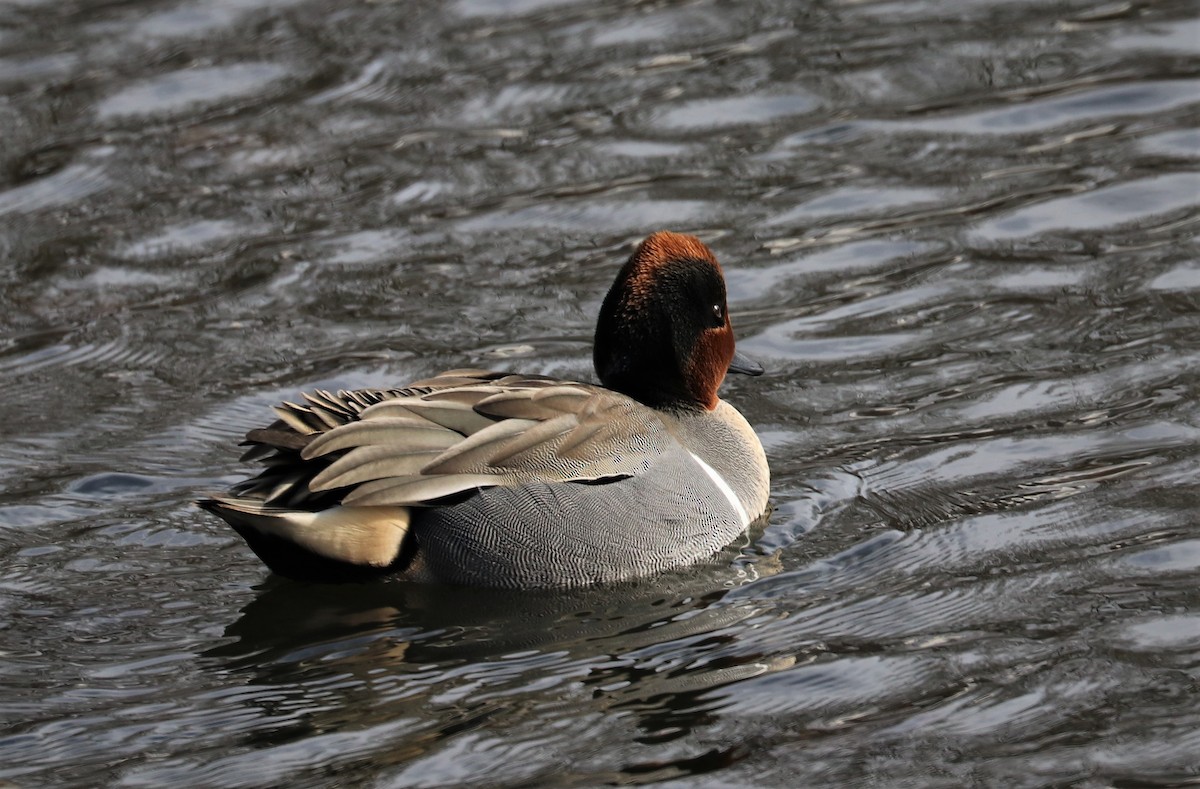 Green-winged Teal - ML318930861