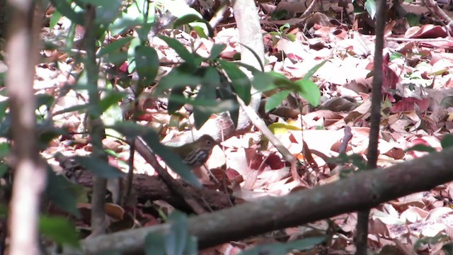 Ovenbird - ML318931691