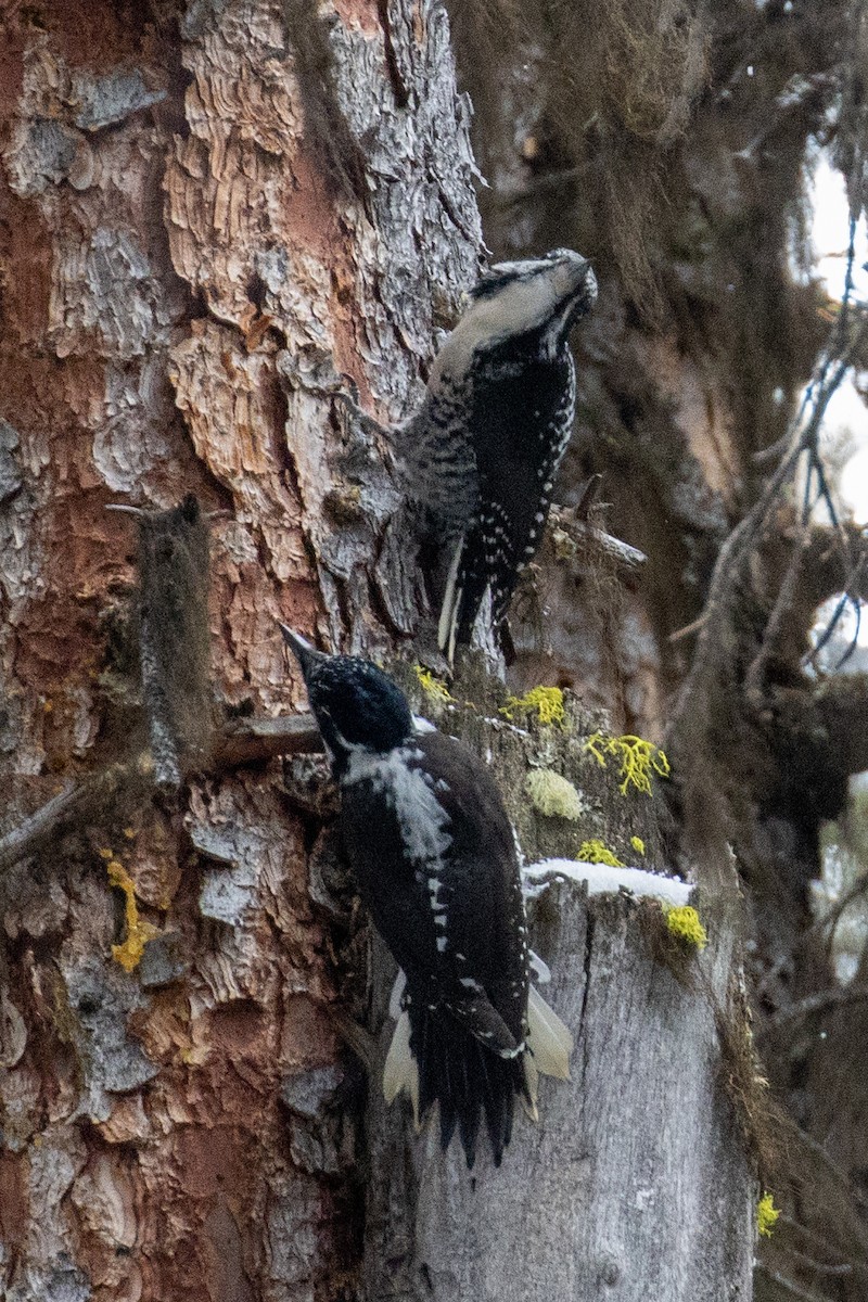 American Three-toed Woodpecker - ML318931941