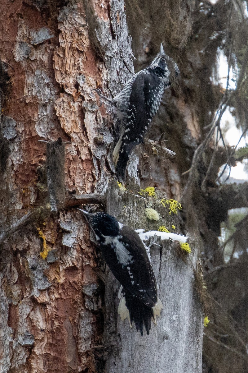 American Three-toed Woodpecker - ML318931971