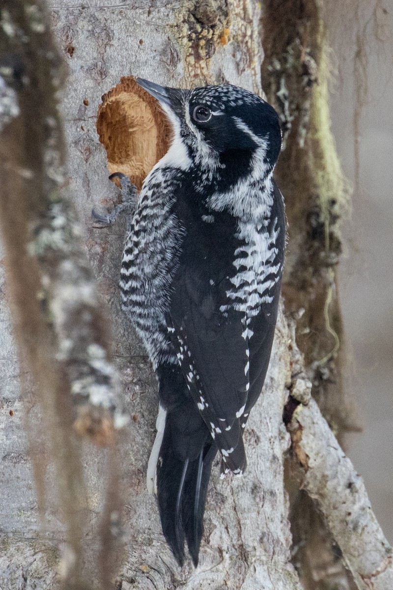 American Three-toed Woodpecker - Alan Knowles