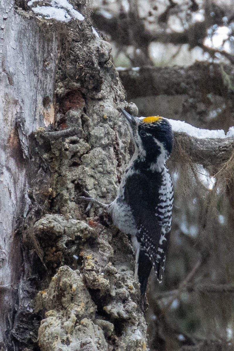 American Three-toed Woodpecker - Alan Knowles