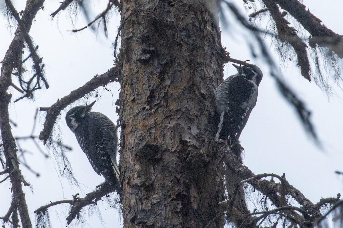 American Three-toed Woodpecker - ML318932151