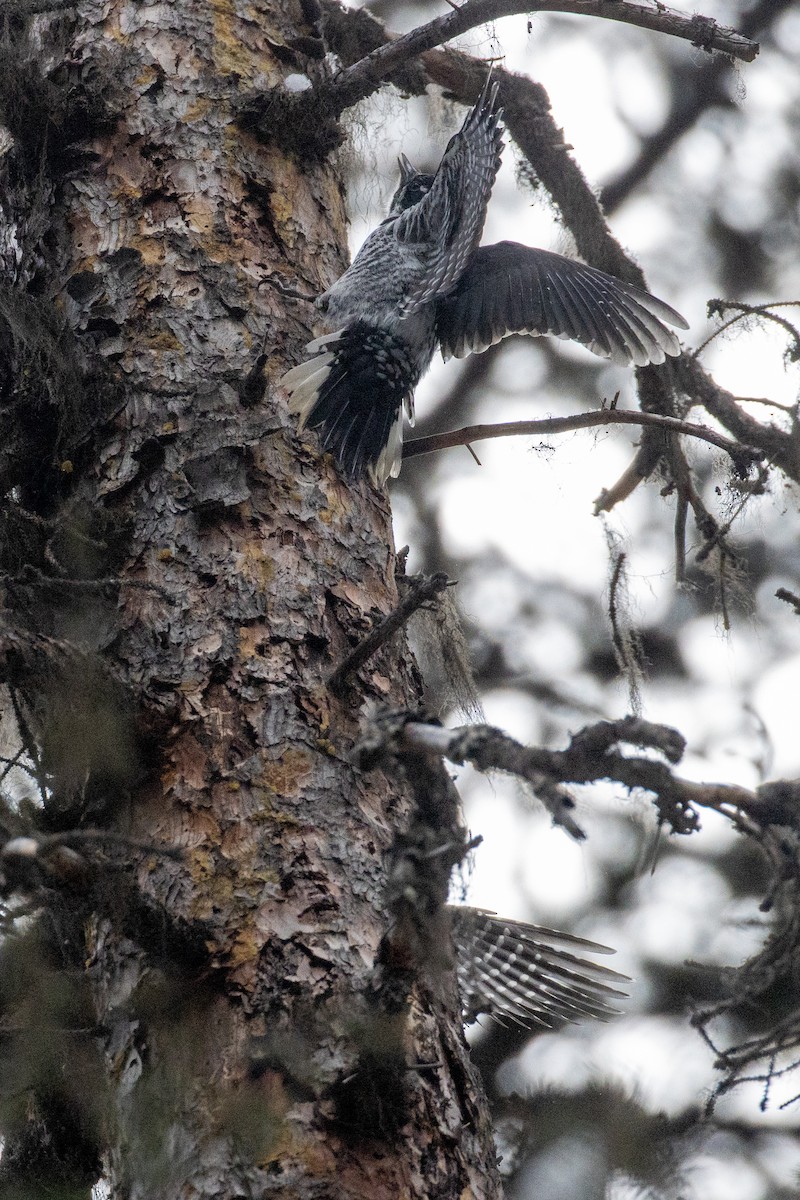 American Three-toed Woodpecker - Alan Knowles