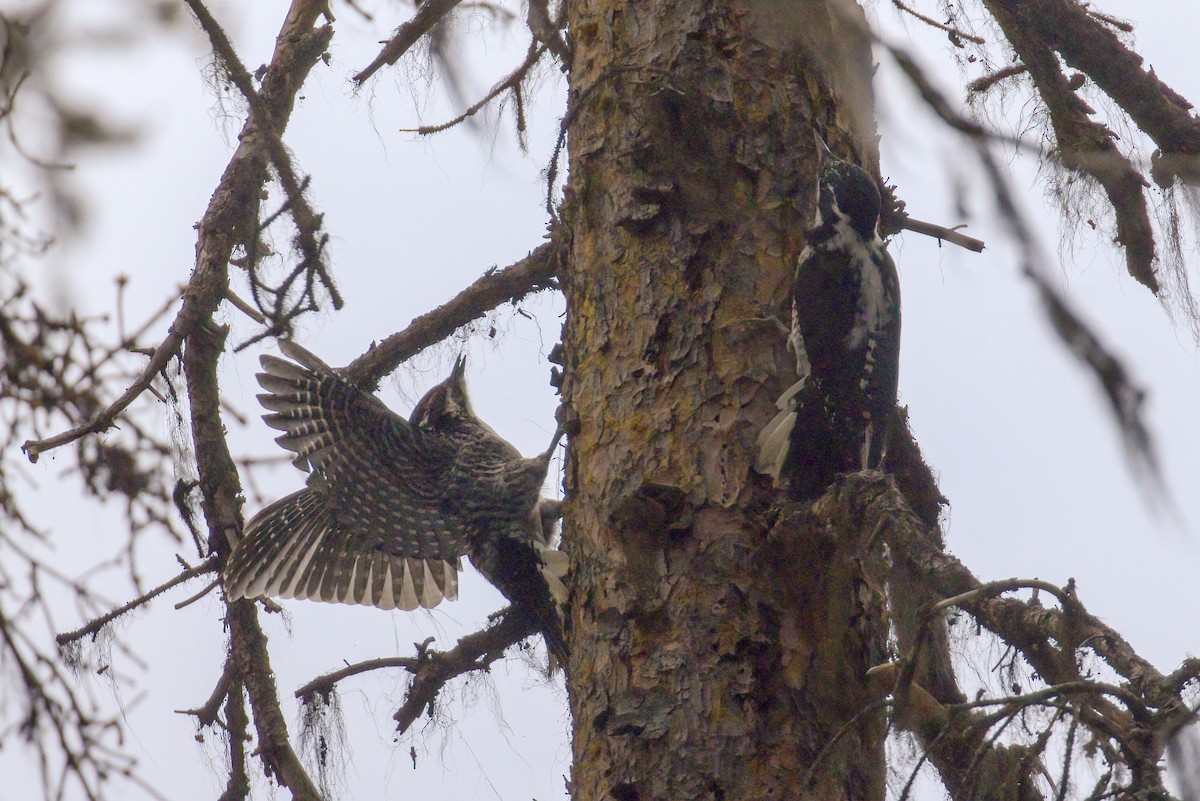 American Three-toed Woodpecker - ML318932521