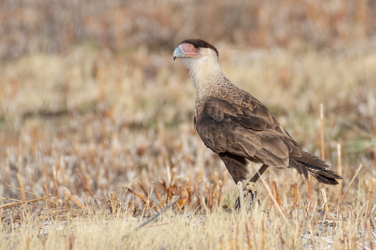 Crested Caracara (Northern) - ML318934091