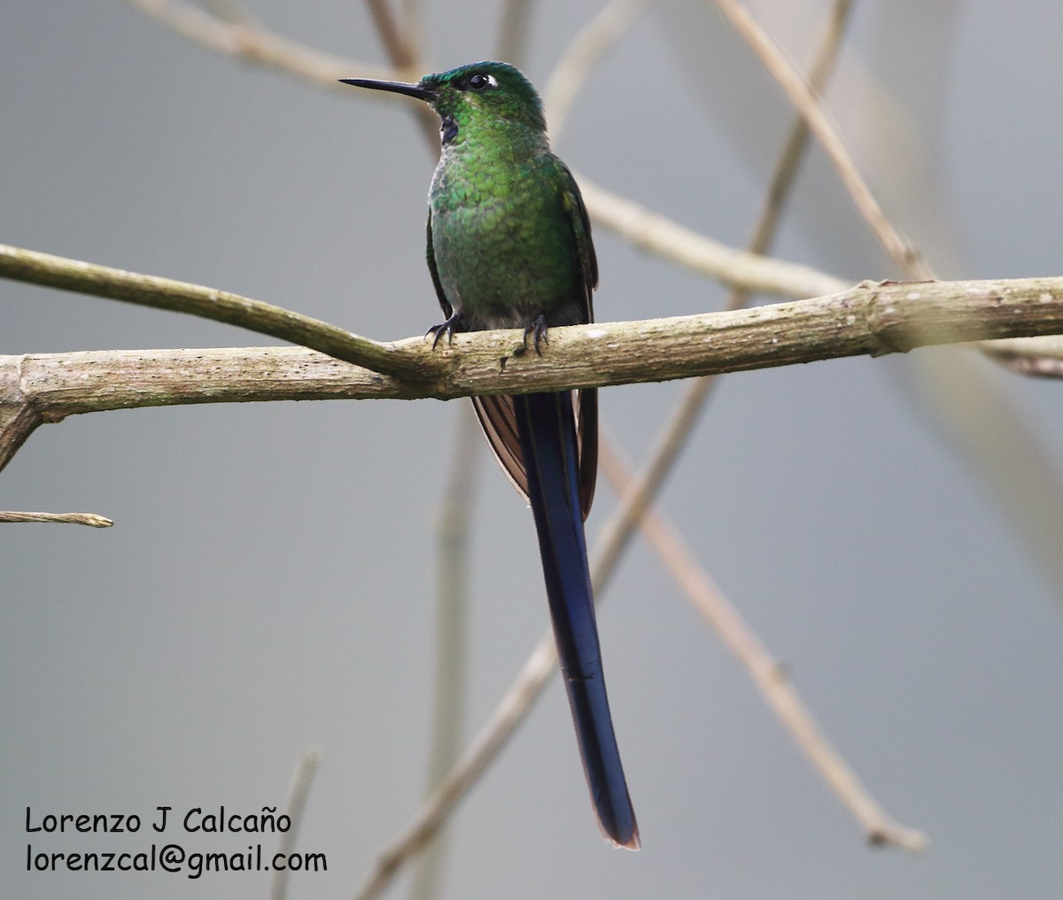 Long-tailed Sylph - ML318934271