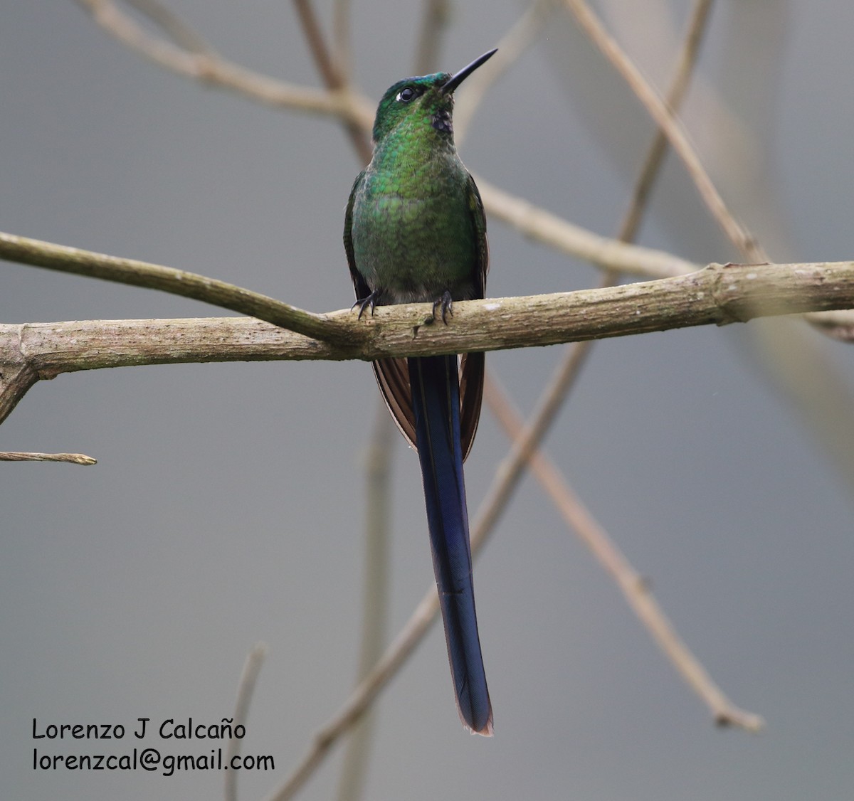 Long-tailed Sylph - ML318934331