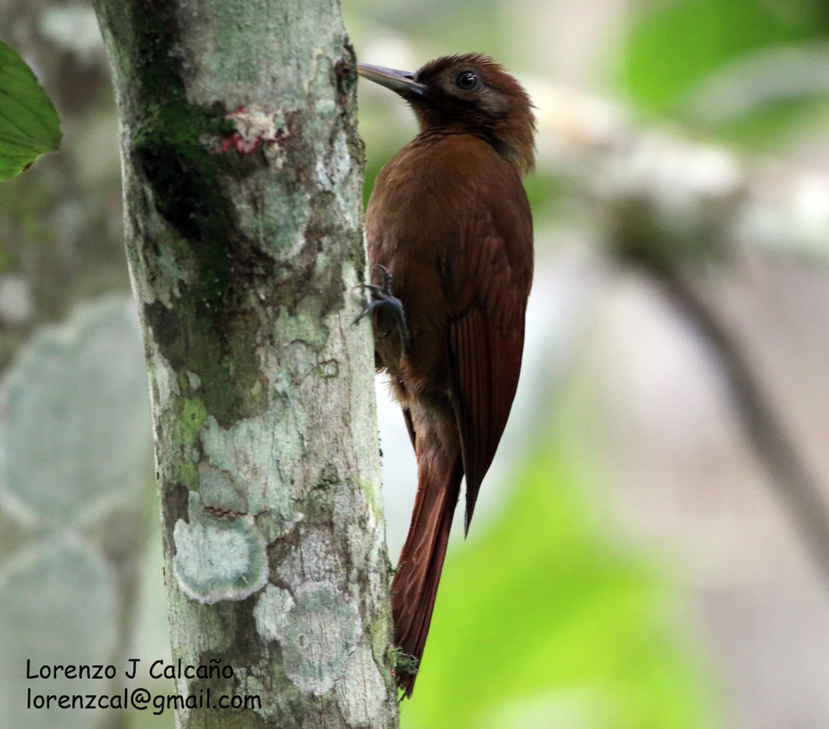 Plain-brown Woodcreeper - ML318934831