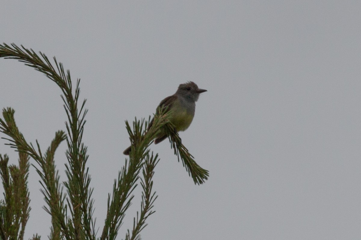 Great Crested Flycatcher - ML318935591