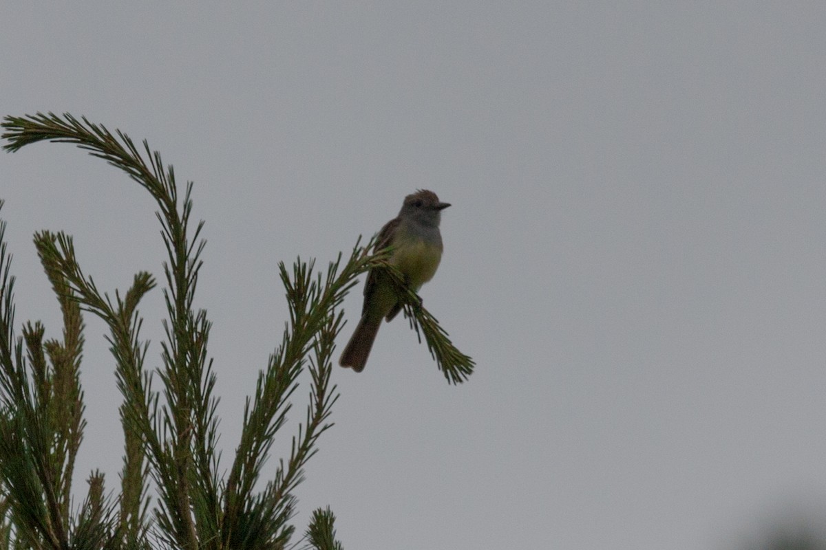 Great Crested Flycatcher - Marcus Hunt