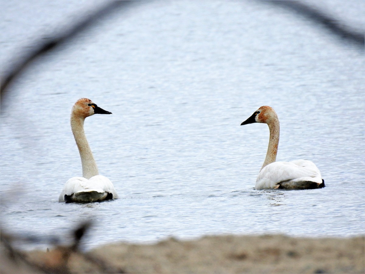 Tundra Swan - ML318937711