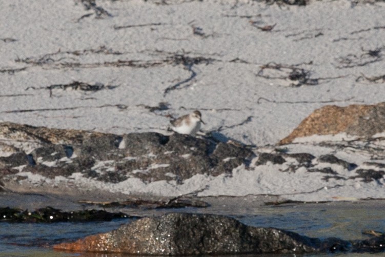 Semipalmated Sandpiper - ML318937851