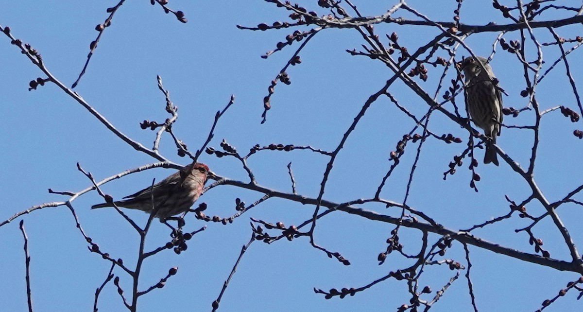 House Finch - ML318938521