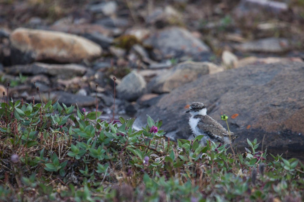 Semipalmated Plover - Clare Kines