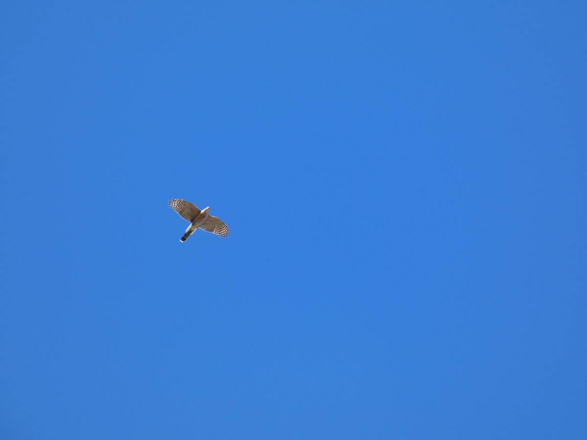 Cooper's Hawk - ML318938891