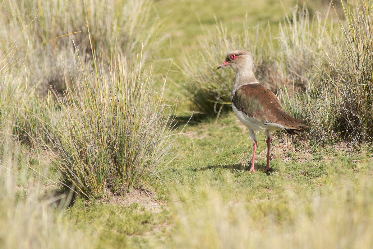 Andean Lapwing - Jorge Claudio Schlemmer