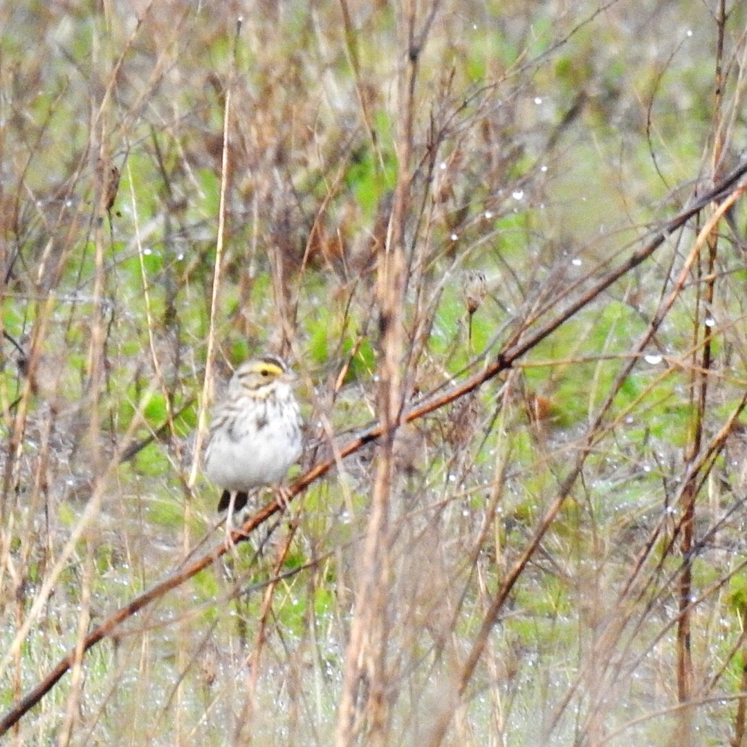 Savannah Sparrow - ML318939711