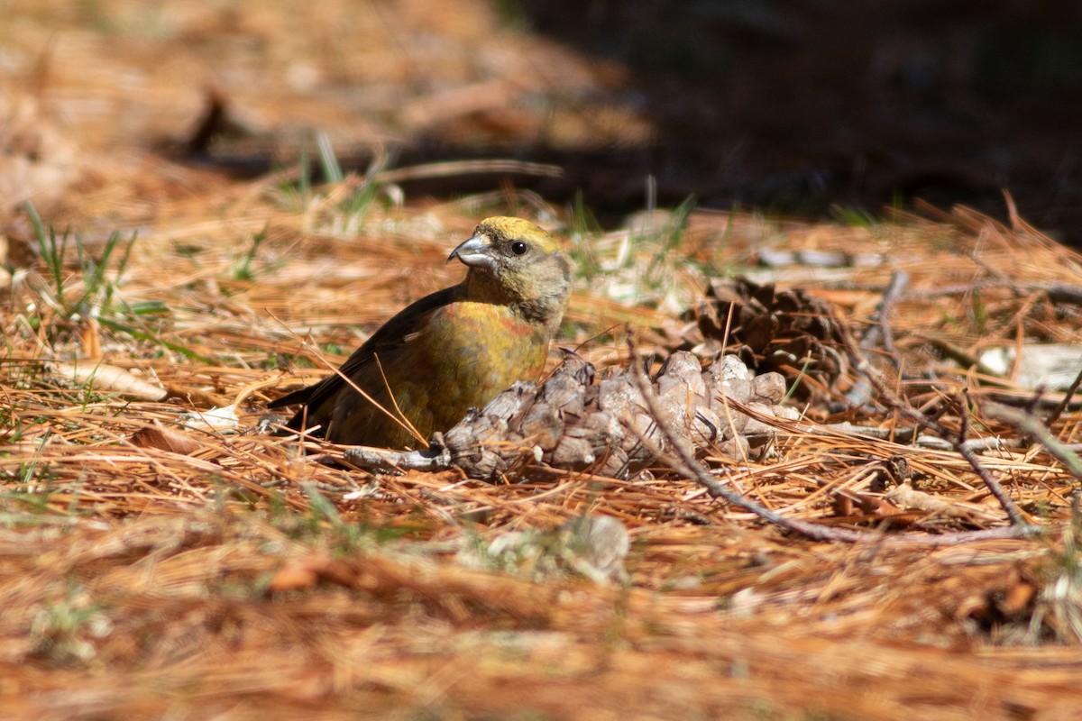 Red Crossbill - ML318940501