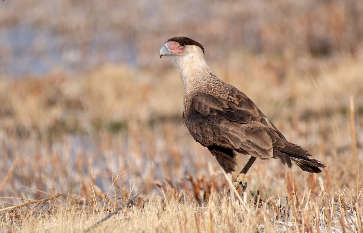 Crested Caracara (Northern) - ML318940721