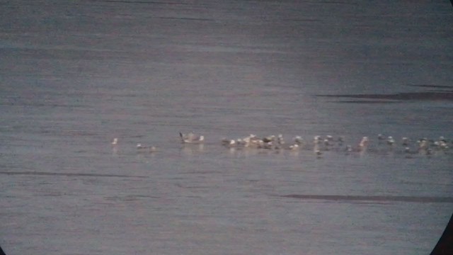 Ring-billed Gull - ML318942061