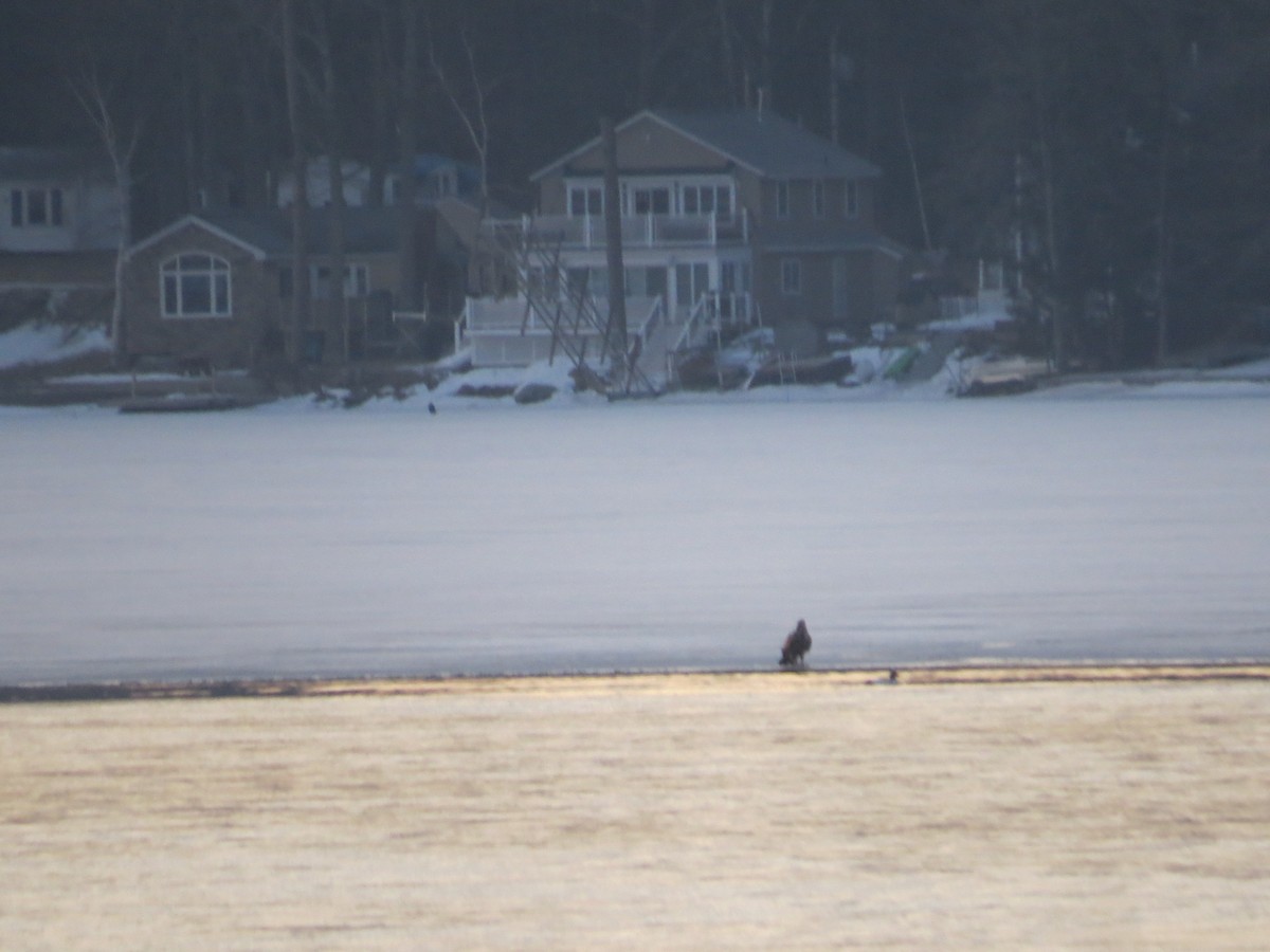 Bald Eagle - ML318942661