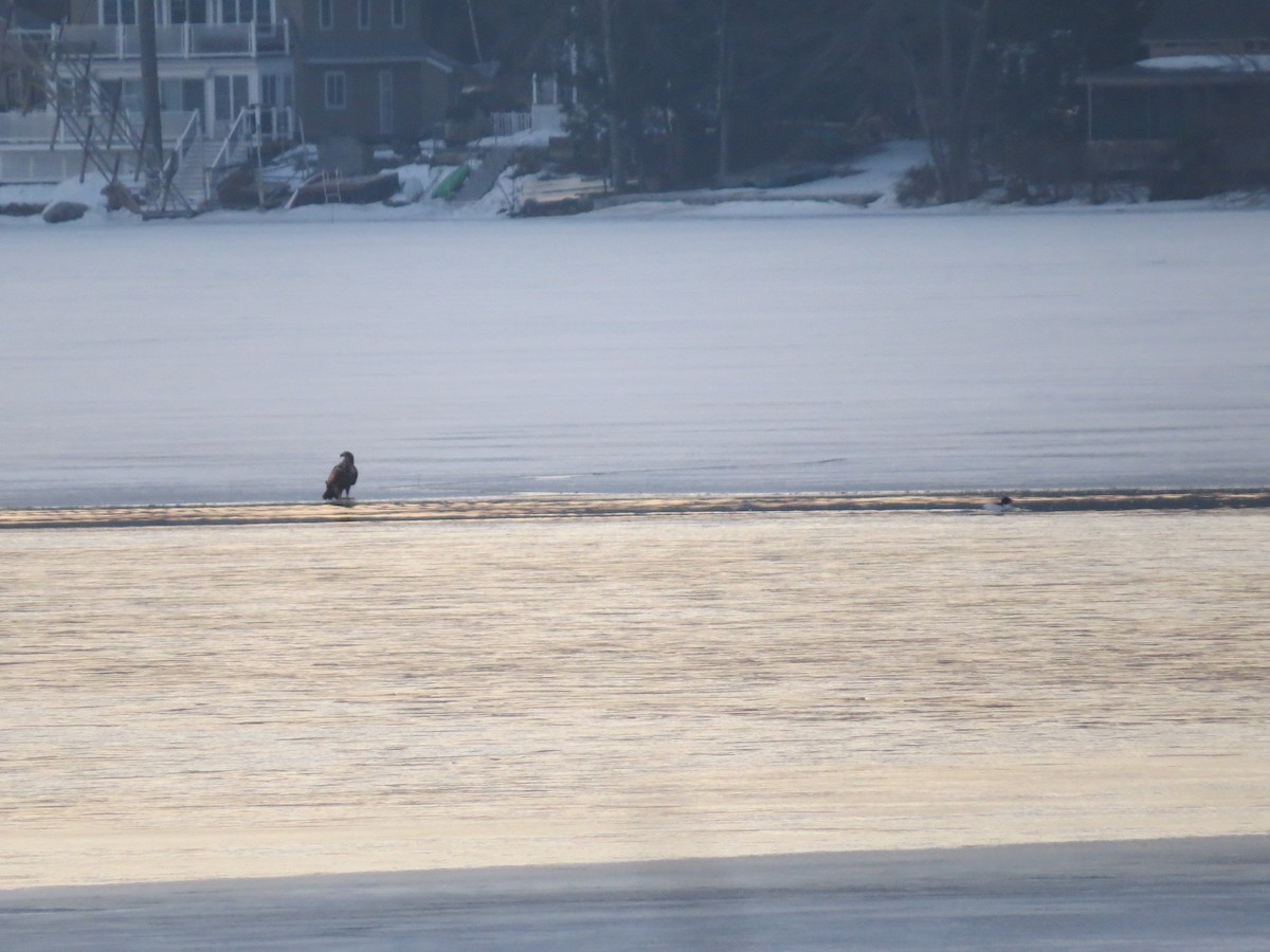 Bald Eagle - ML318942671
