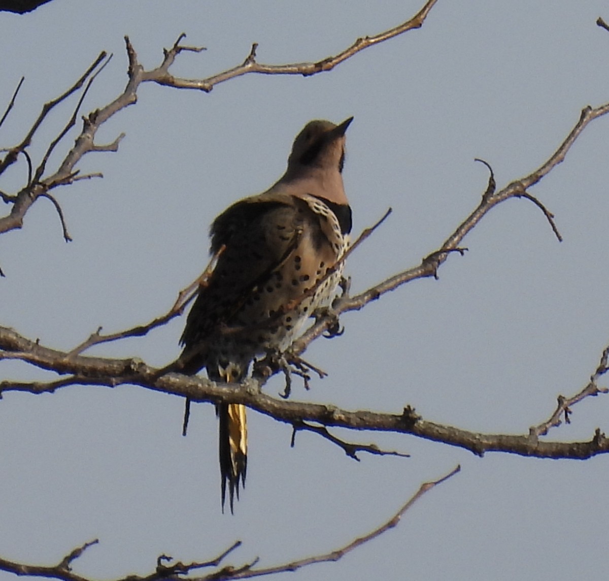 Northern Flicker - ML318943411