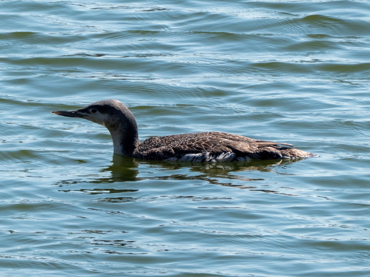 Red-throated Loon - Briggan Krauss