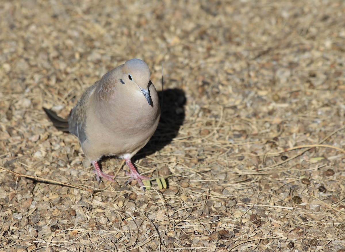 Mourning Dove - ML318944931