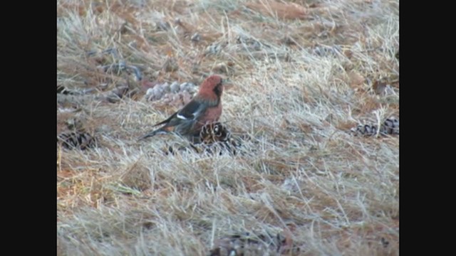 White-winged Crossbill - ML318946321