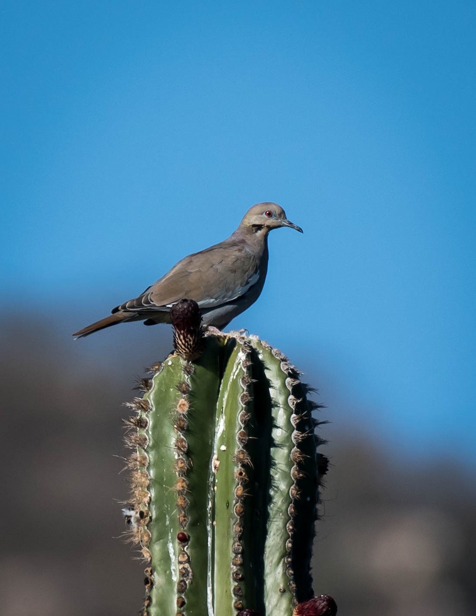 White-winged Dove - ML318946501